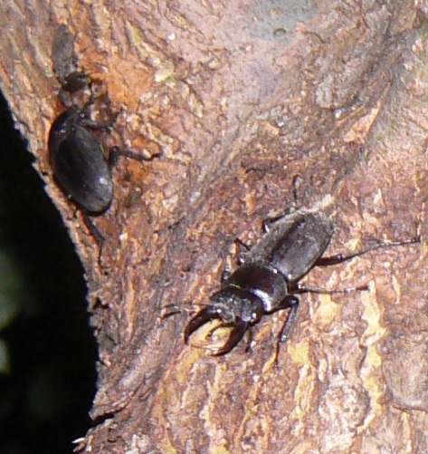 ☆中州のヤナギ_コクワガタ♂、ヒラタクワガタ♀_2021年6月22日